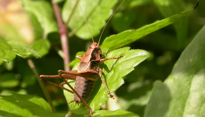 Dark bush-cricket | Kent Wildlife Trust
